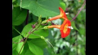 Top Ten Best Climbing Plants 10. Ipomoea Coccinea 9. Cobaea Scandens 8. Clematis 