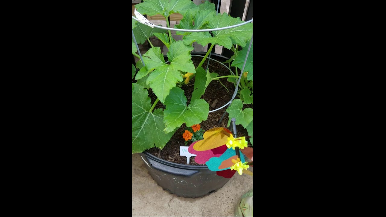 How To Grow Zucchini and Yellow Squash From Seeds