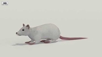 White Rat Low Poly 3D model by 3DModels.org