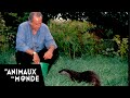 La cité des loutres - Fous d'animaux