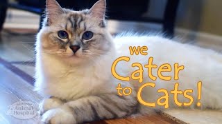 Cater To Cats - Northeast Animal Hospital by Northeast Animal Hospital 27 views 2 years ago 44 seconds