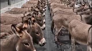 You Wont Believe How Donkey Milk Ice Cream Is Made Full Process