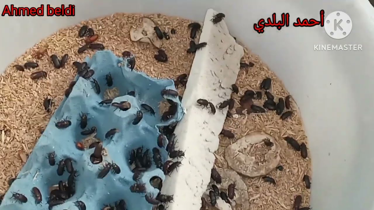 إنتاج دود القبابي ومعريفة أخطاء في تربية دود القبابي