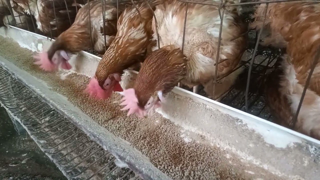 A smart chicken knows how to find a place to drink water  (Watch the video for entertainment)