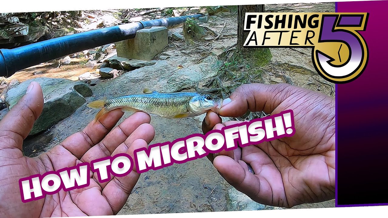 Beginner Fishing - How To Microfish for Creek Chubs & Creek Fishing Tips - Fishing After 5