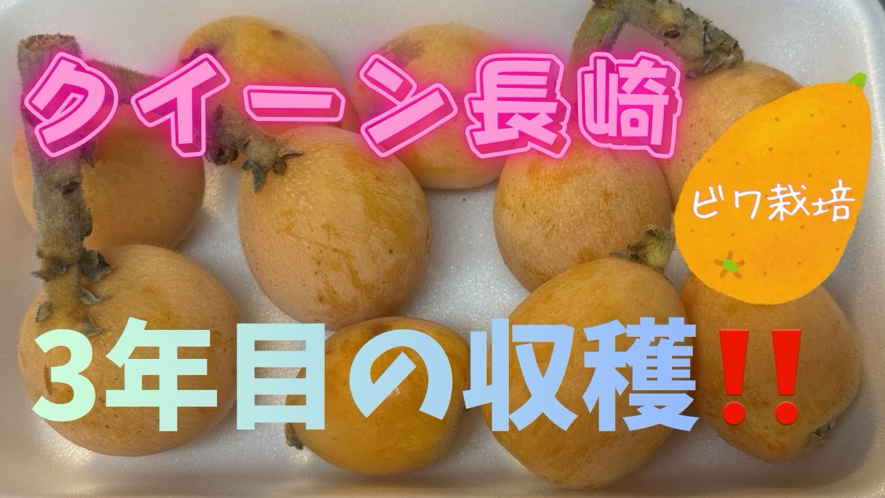 BASUKI ABDULLAH（バスキ　アブドウラ）、収穫 Loquat Cultivation] Harvesting Queen Nagasaki in its third year