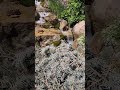 The water's always changing, always flowing. #nature #colorado #waterfall