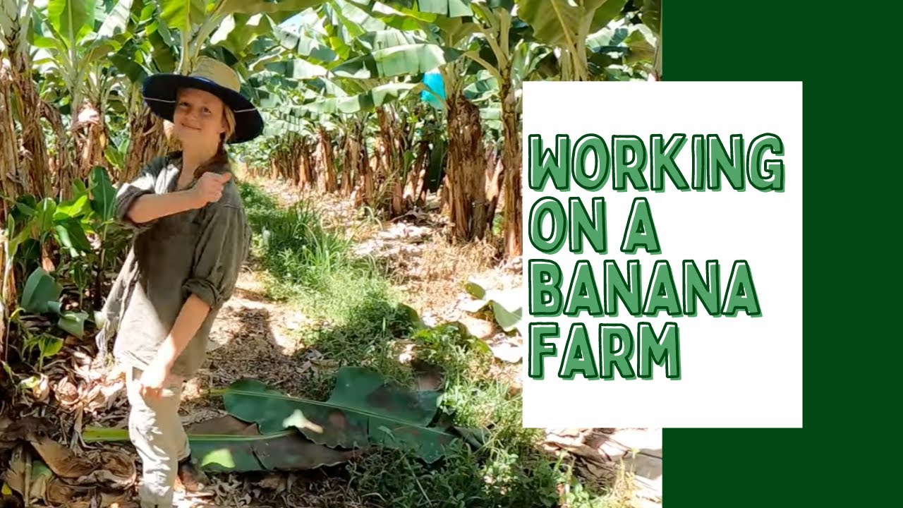 Working on a banana farm YouTube