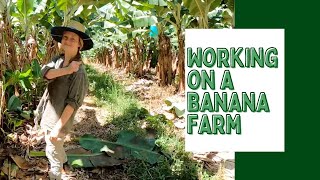 Working on a banana farm
