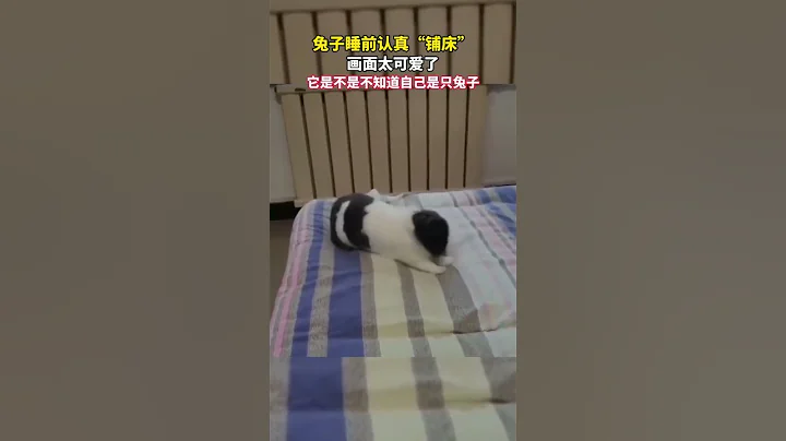 兔子睡前認真「鋪床」，畫面太可愛了，它是不是不知道自己是只兔子。 - 天天要聞