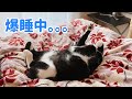 よく寝る猫は育つ♪