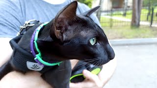 Oriental Cat on a Walk | Black Oriental Cat by Oriental Cats Rexton & Bella 7,504 views 2 years ago 2 minutes, 36 seconds