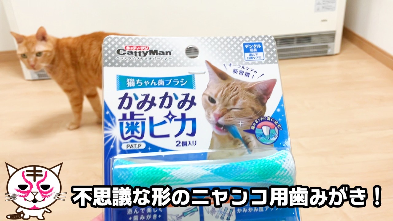 不思議な形の猫用歯みがきで楽しく歯みがき