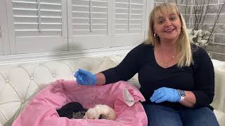Lucinda/Prince - F1B Medium Teddybear Schnoodles