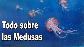 ¿Cómo se llama un grupo de medusas?