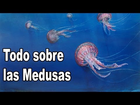 Video: ¿Por qué las medusas se llaman medusa?