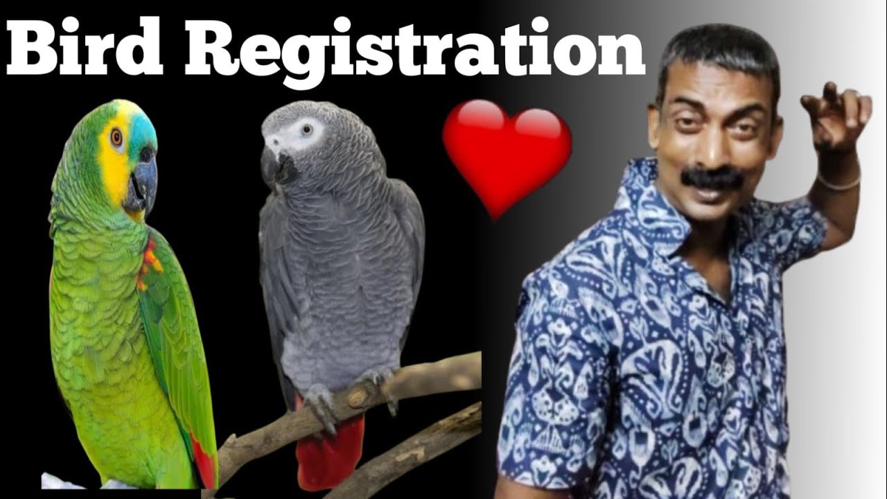 New Update Of Bird Registration  |@Ab Birds And Dog Lovers  ||