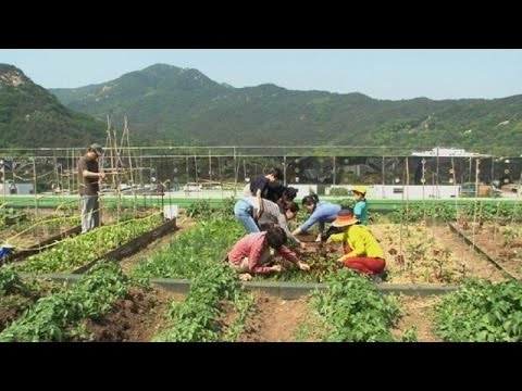Vídeo: Jardín En La Azotea Inflable De Seúl