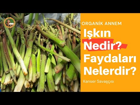 IŞKIN NEDİR? / IŞKIN NERELERDE YETİŞİR? / IŞKIN FAYDALARI / IŞGIN, UŞGUN, UŞKUN, RİBES, YAYLA MUZU