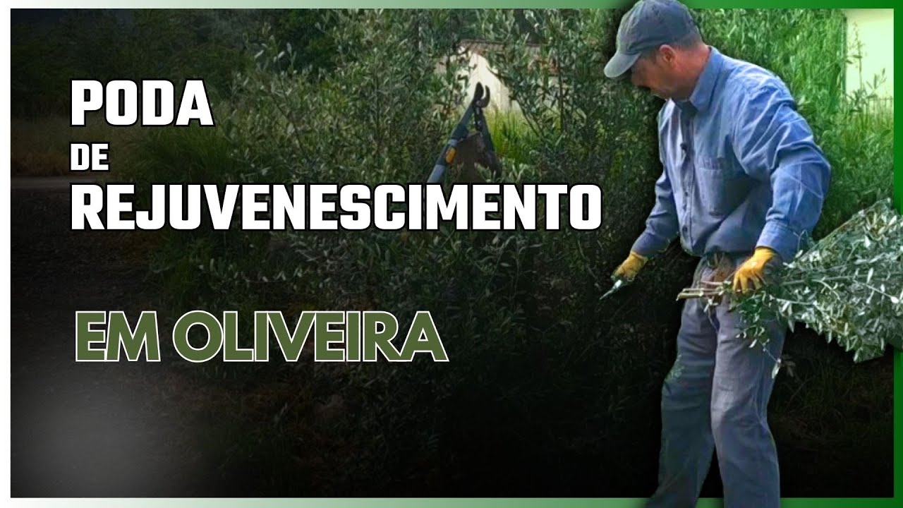 Срез оливкового дерева после срезки близок к восстановлению