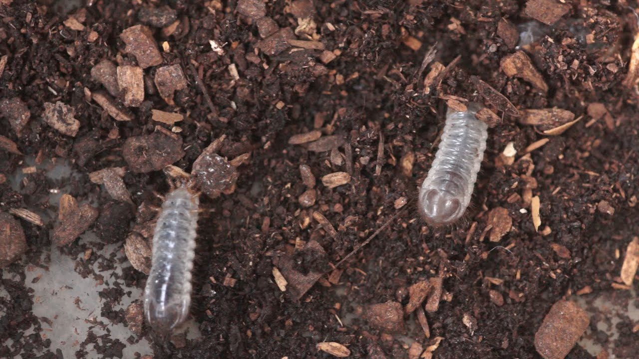 カブトムシの幼虫が孵化しました Youtube