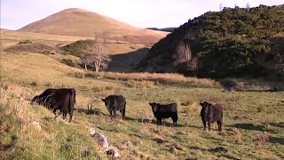 Ochil Hills...glenfoot, Borland Glen, Green Law, Sims Hill, White Creich Hill