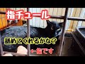 保護猫くーちゃんチュール チャレンジ！