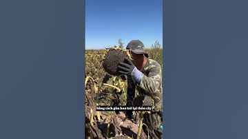 Thu hoạch hạt hướng dương #nanminrang #shorts