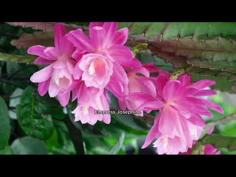 Roberta's 2-piece Fragrant Everblooming Disocactus on QVC