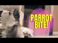 I Let All My Parrots LOOSE! My African Grey BITES ME!! (Parrot Subtitles) | Marlene Mc'Cohen