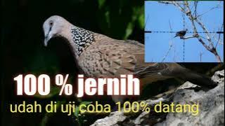 suara MP3 pikat burung tekukur 100% ampuh  udah di coba 100% datang