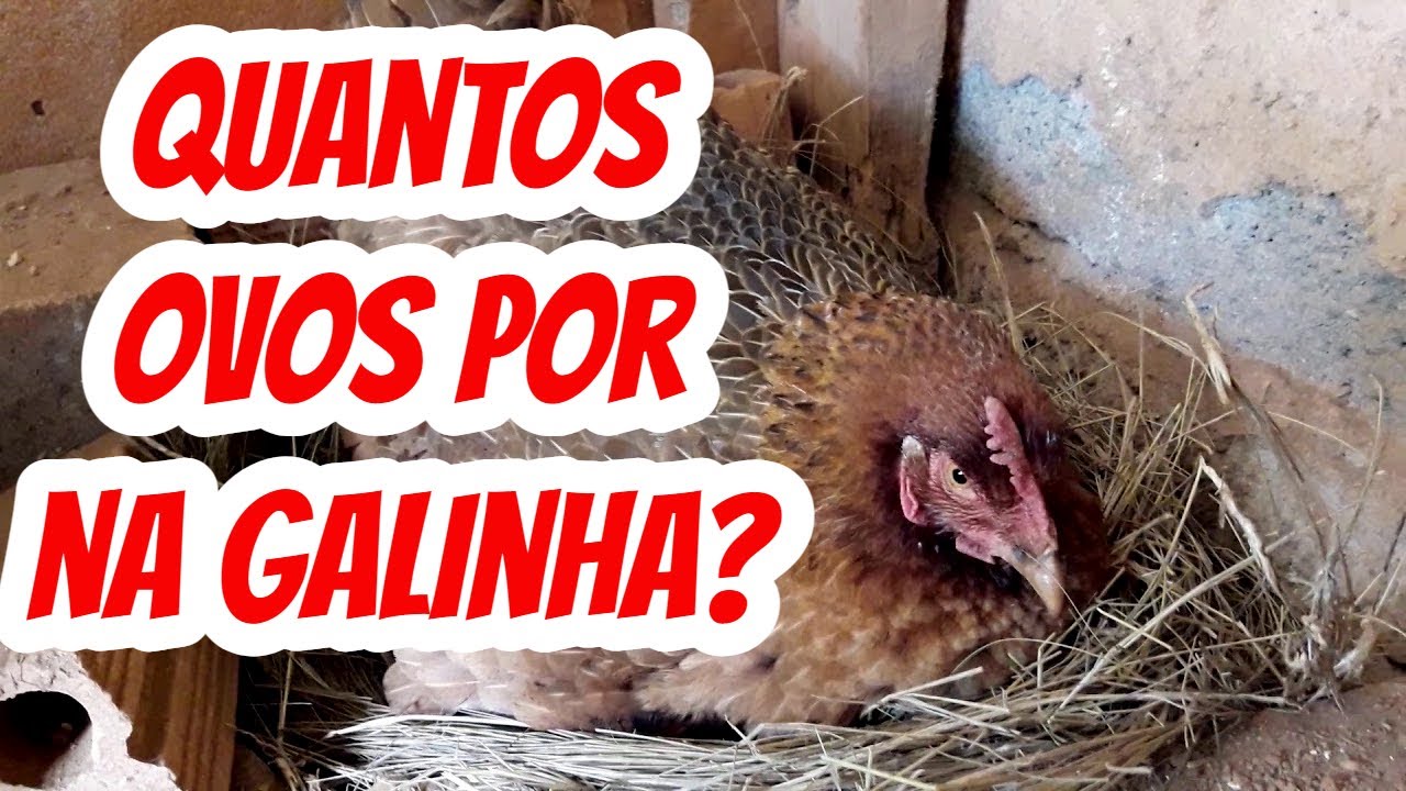 Quantos Dias Leva Para Chocar Ovo De Galinha