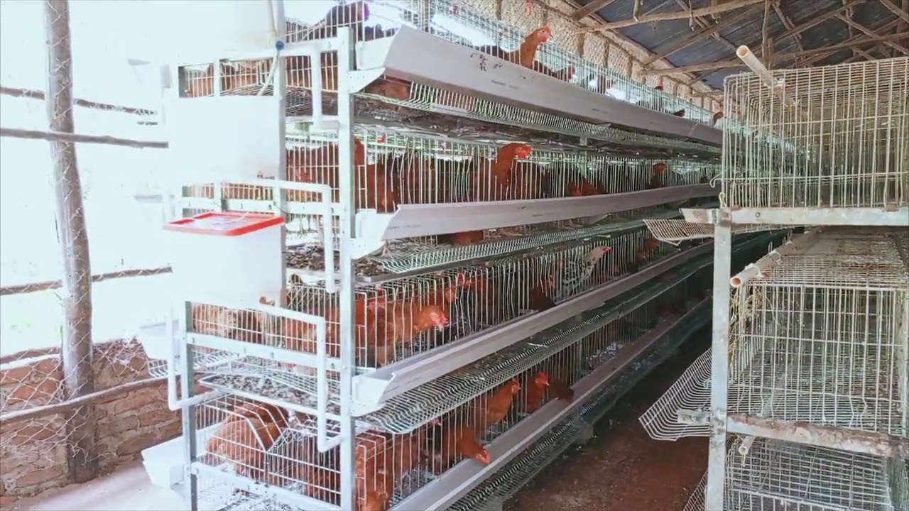 H-TYPE POULTRY CAGE AT BUSIA  EASTERN UGANDA
