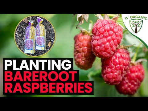 วีดีโอ: Arctic Raspberry Plant Care – วิธีการปลูกต้นราสเบอร์รี่ Groundcover