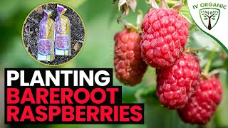 How To Plant BareRoot Raspberries (A-to-Z)  |  Heritage, Amity & Canby (‘thornless’) red varieties