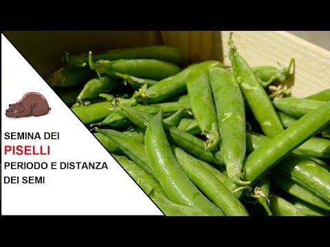 Video: Semina Piselli