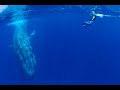 Timor Leste, Strait of Ombai: A Flood of Whales