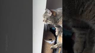 Does your cat like these too? | song : @merrypippin8852 #shorts #cute #cat