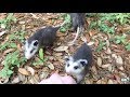 Baby Opossums Come Running When Called