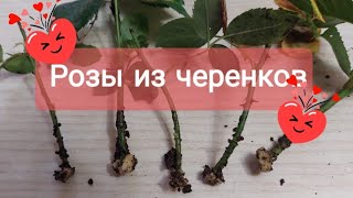 видео: #черенкование_роз Розы из черенков! Мой опыт зимовки! картинка: #черенкование_роз Розы из черенков! Мой опыт зимовки!