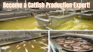Mastering Catfish Production: Transforming From Fry To Fillet