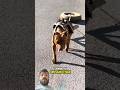 #pappi ki guzarish sunkar aap RO denge #viral#trending#trending#animals #cute#love#funny#funnvideo