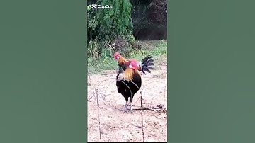 Bẩy gà rừng bổi tơ cực sung #shorts #nature #chicken
