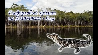 Русская Рыбалка 3.99. Ловим Гладколобого каймана на Амазонии + кровь