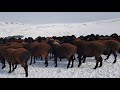 Гиссарские овцы Узбекистана. Кумкоргон. Анвар Рустемов +77017224679(ватцап)