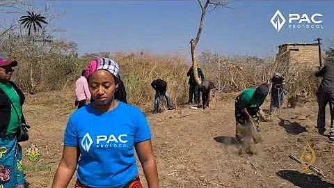 Introducing syntropic agroforestry in Zambia Choma