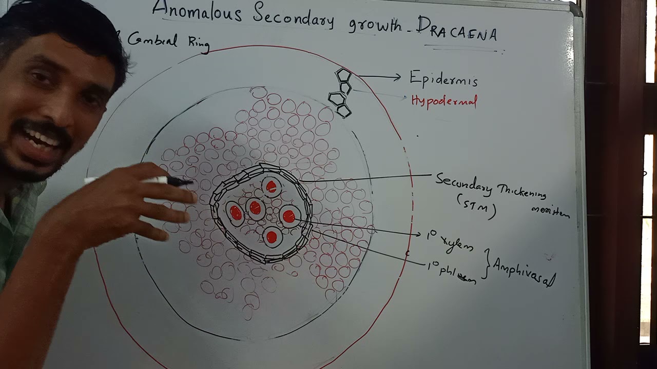 Anomalous secondary growth in Dracaena stem