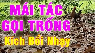 Mái Rừng Tác Gọi Trống Cực Nhanh, Dùng Bẫy Gà Rừng Kích Bổi Siêu Nhạy Chuyên Trị Bổi Ế || 92 Vlog