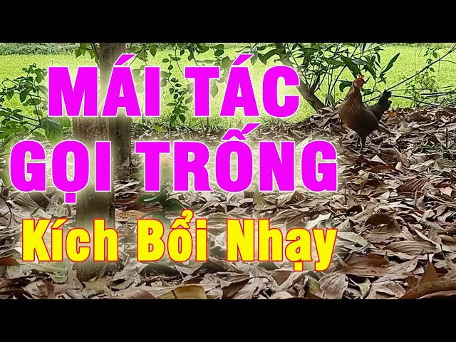 Mái Rừng Tác Gọi Trống Cực Nhanh, Dùng Bẫy Gà Rừng Kích Bổi Siêu Nhạy Chuyên Trị Bổi Ế || 92 Vlog class=