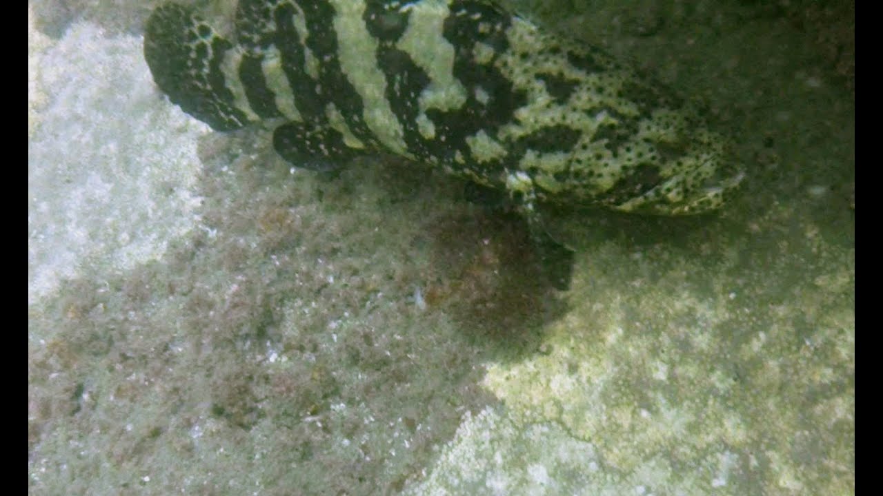 Volusia County Artificial Reef Site 3 Alexandra McAllister Tug Shipwreck YouTube